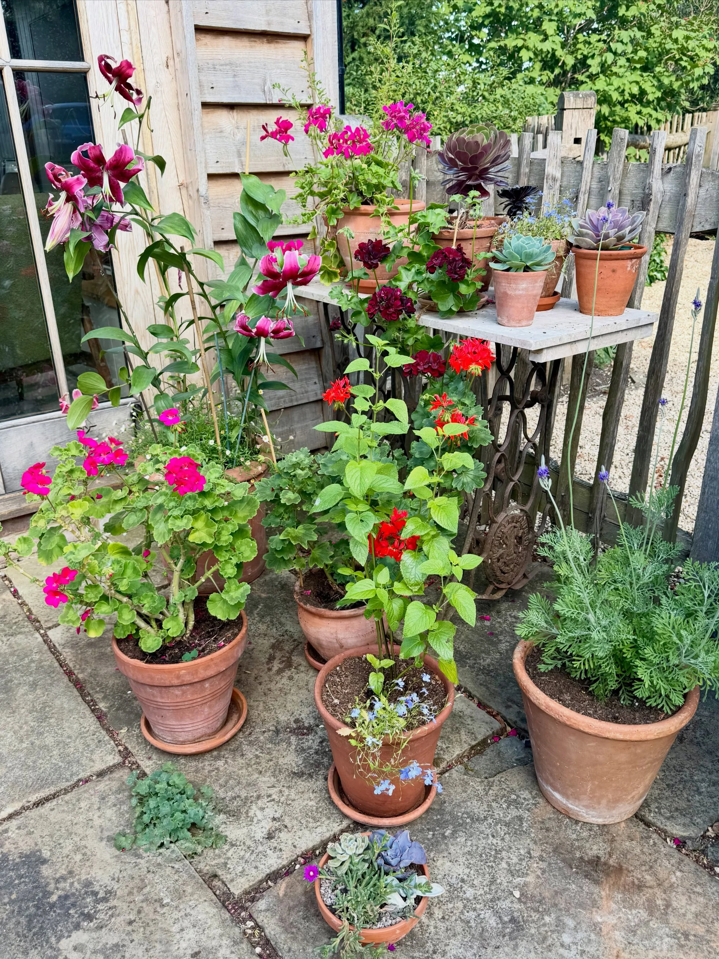 When an old sewing machine makes the perfect prop. The plant pot collection meanwhile is in danger of getting out of control&hellip; 48 and counting! #inmygarden #martagonlily #plantsinpots #gardenlove #terracottapots