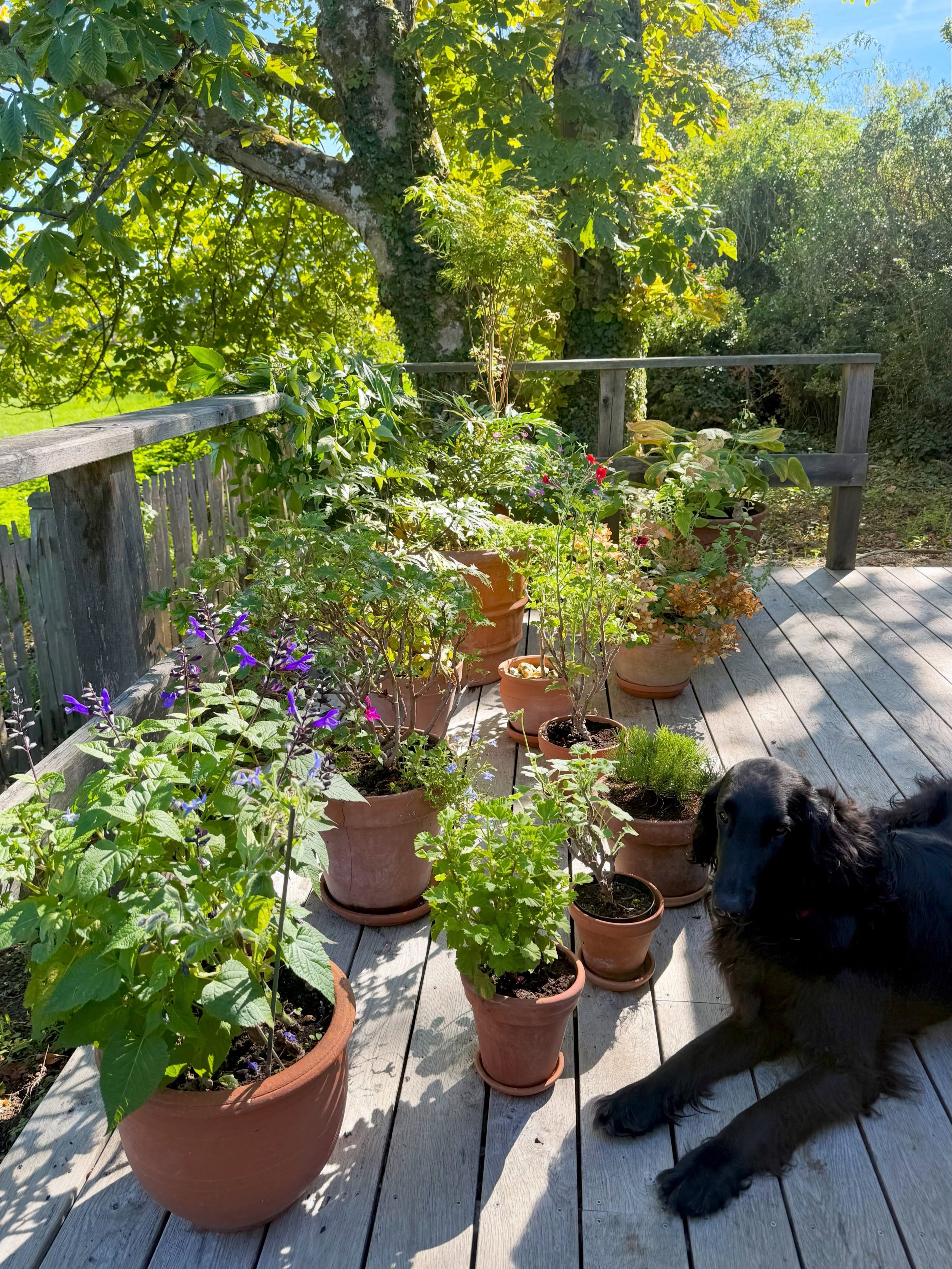 Pot mania.  When it&rsquo;s 48 and counting&hellip; #gardenpots #inmygarden #flatcoatedretriever #flatcoat #meandmydog