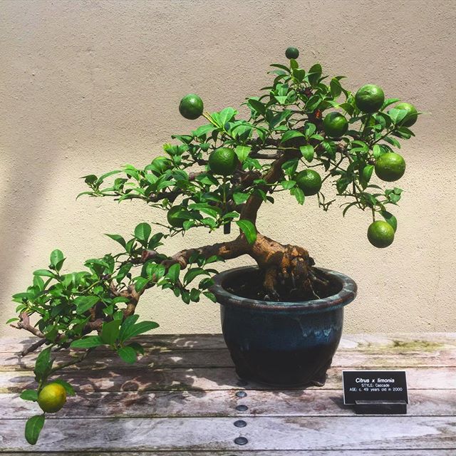 Chilled out Tuesday afternoons are all about eating oysters with friends and drinking daiquiris made from this 66 year old bonsai citrus tree #sevenstarlyfestyle