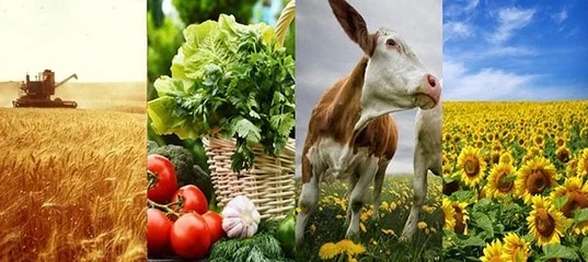 agro.jpg
