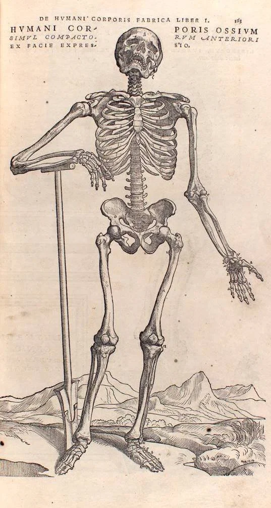 Standing full body skeleton holding shovel in a rocky landscape