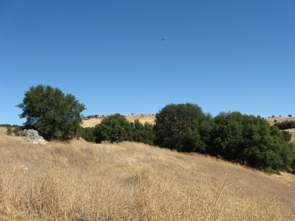 american river trail.jpg