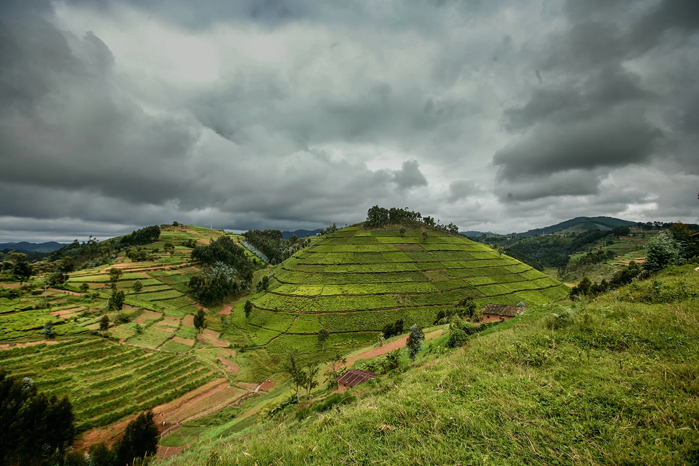Teeplantagen in Ruanda