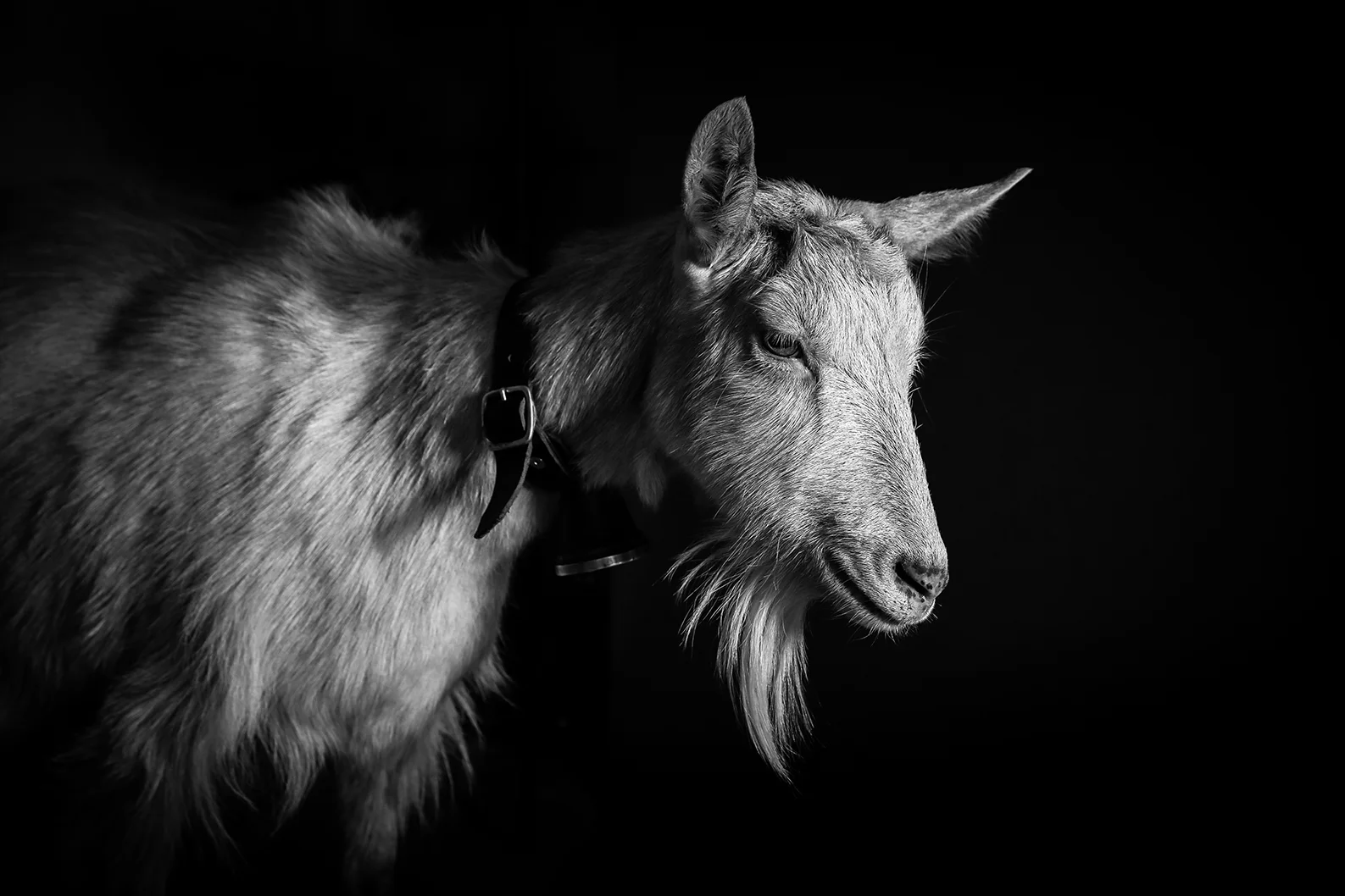 Klara
