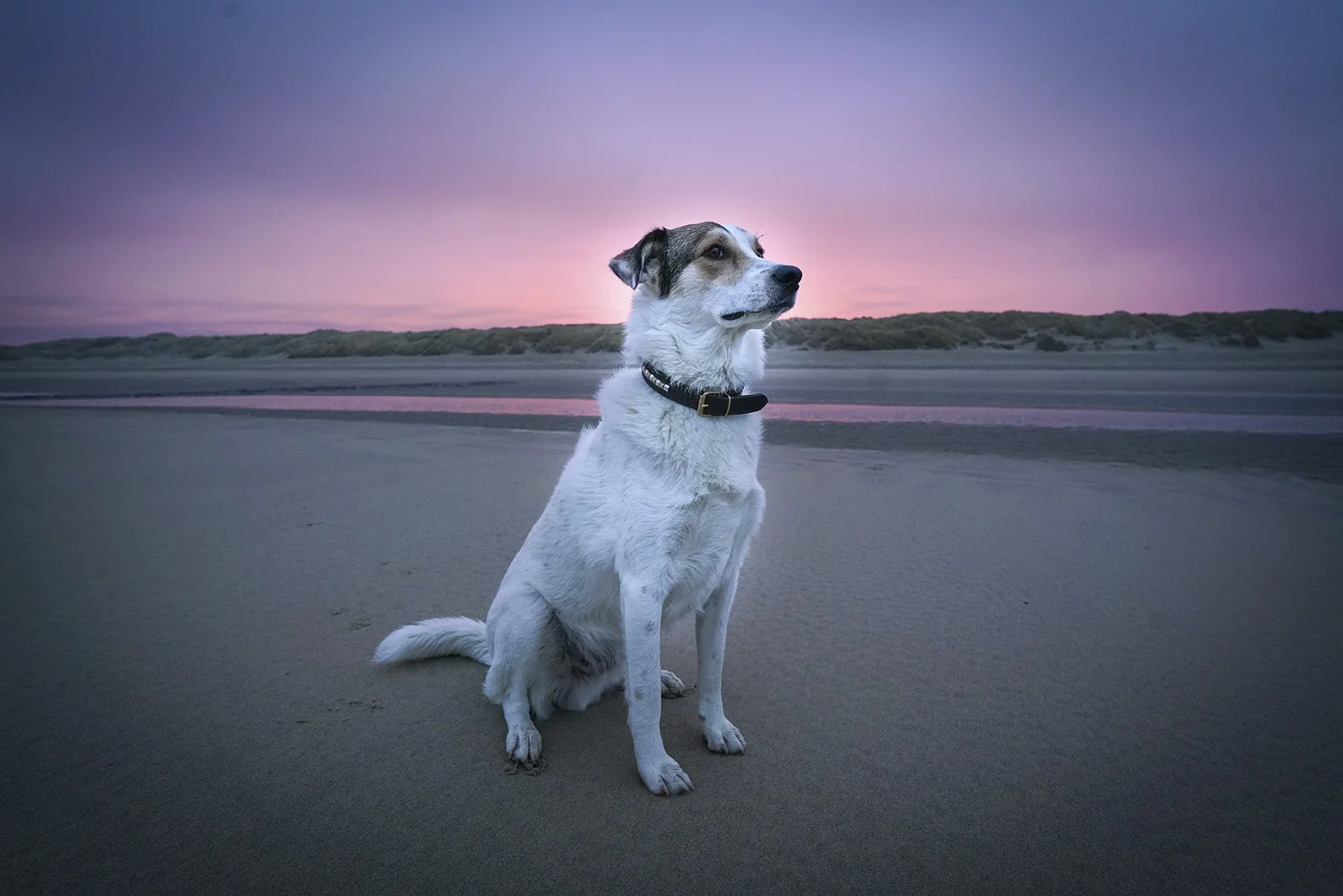 Lupo