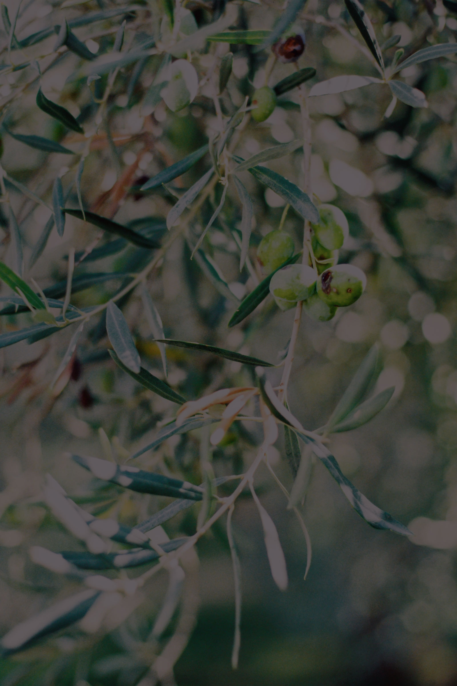 Olive-Trees-Italy.jpg