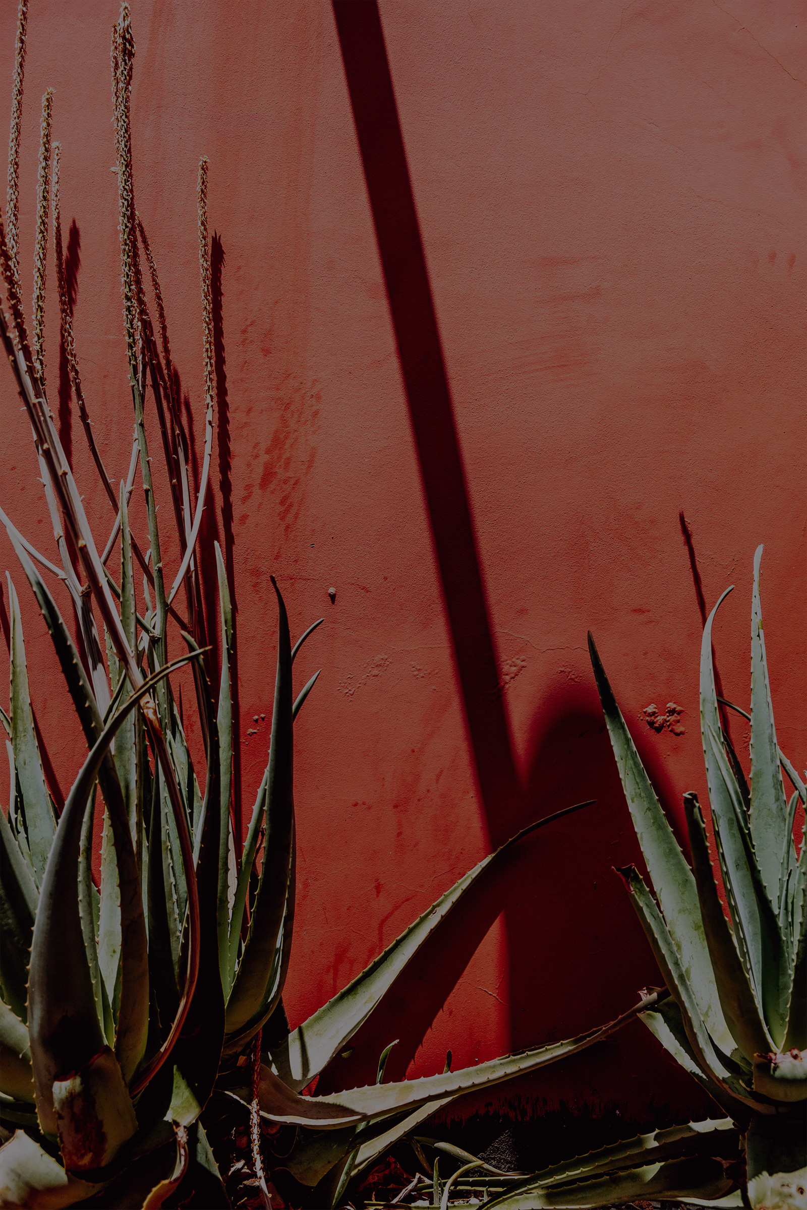 Oaxaca_Plant.jpg
