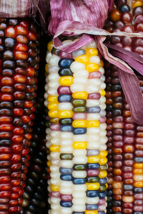 Corn.jpg