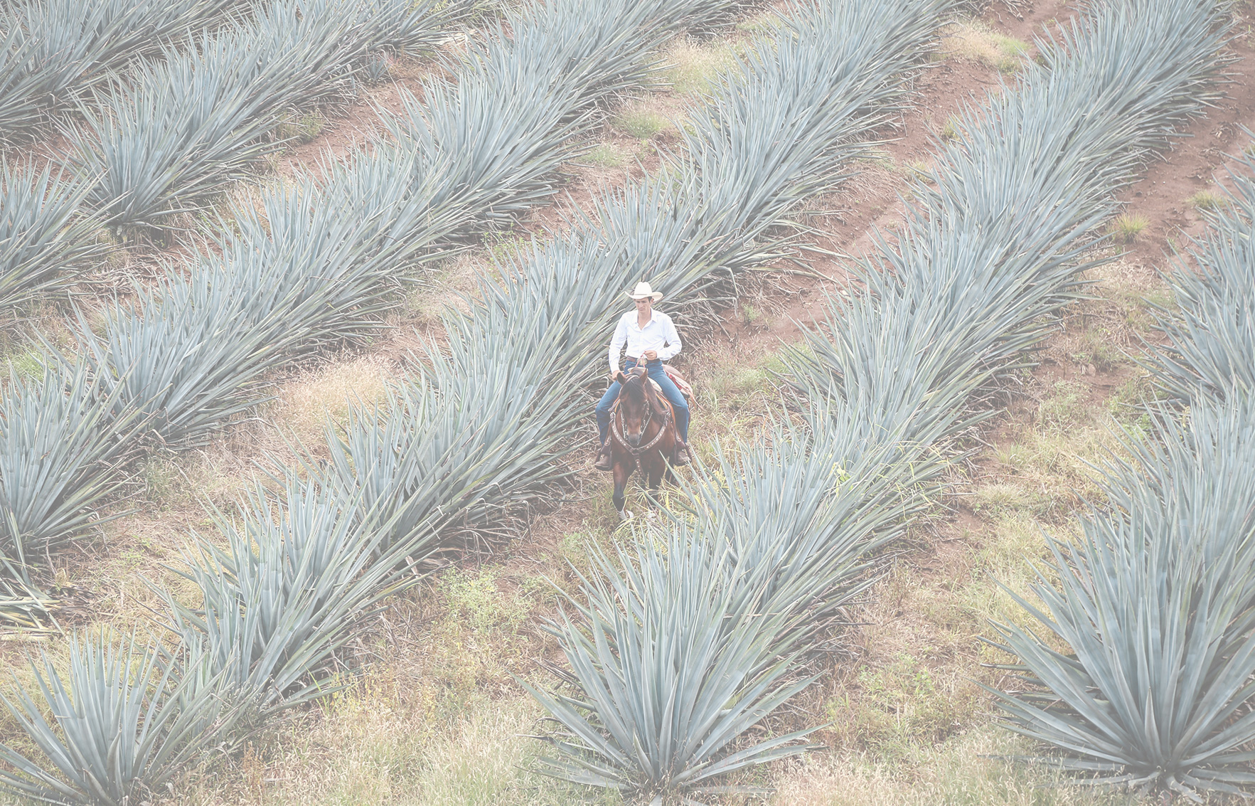 Lead-Image-Jalisco.jpg