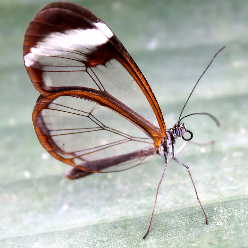 Glasswing.jpg
