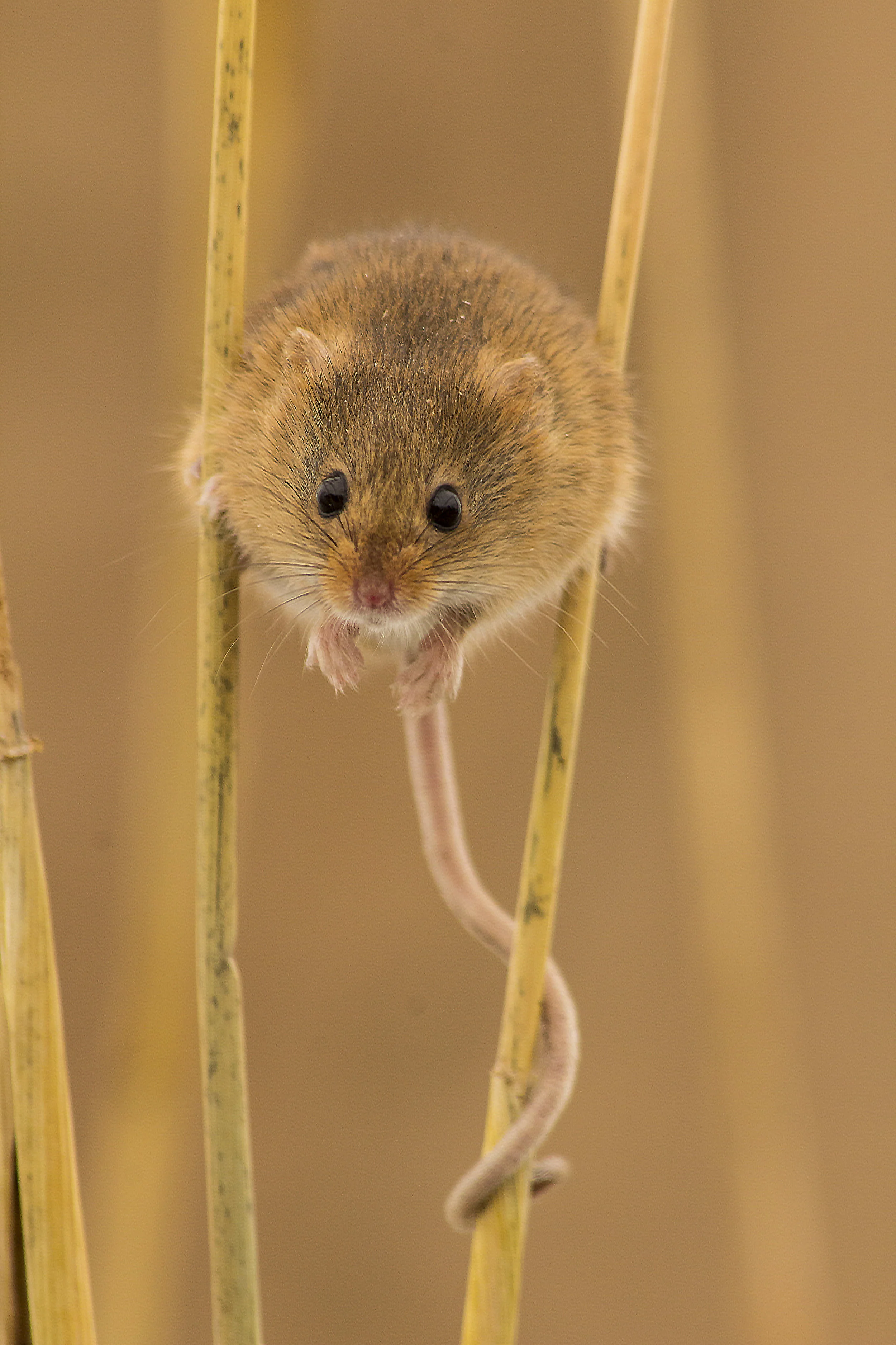 mouse.jpg