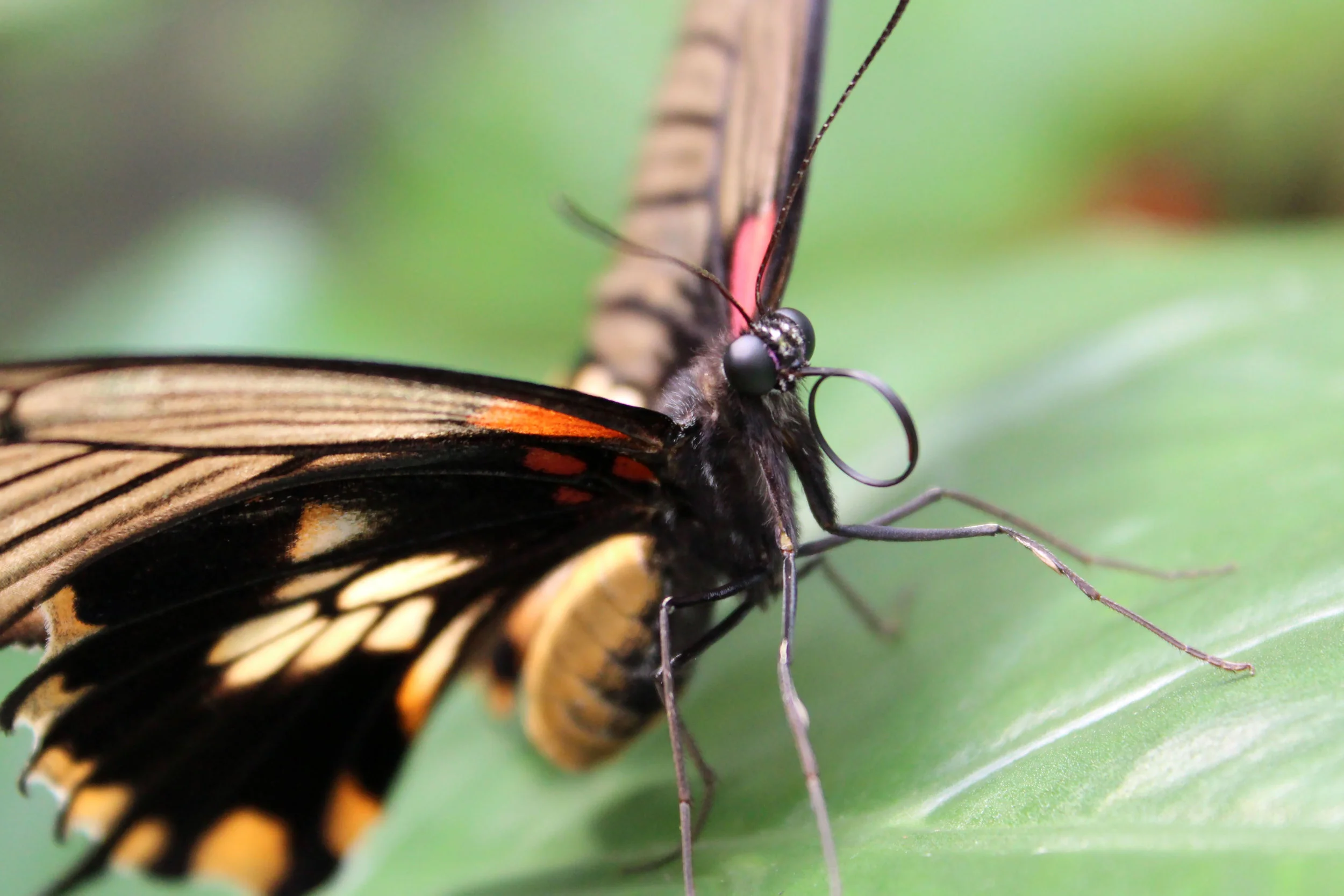 Butterflies and scarlet 099 re.jpg
