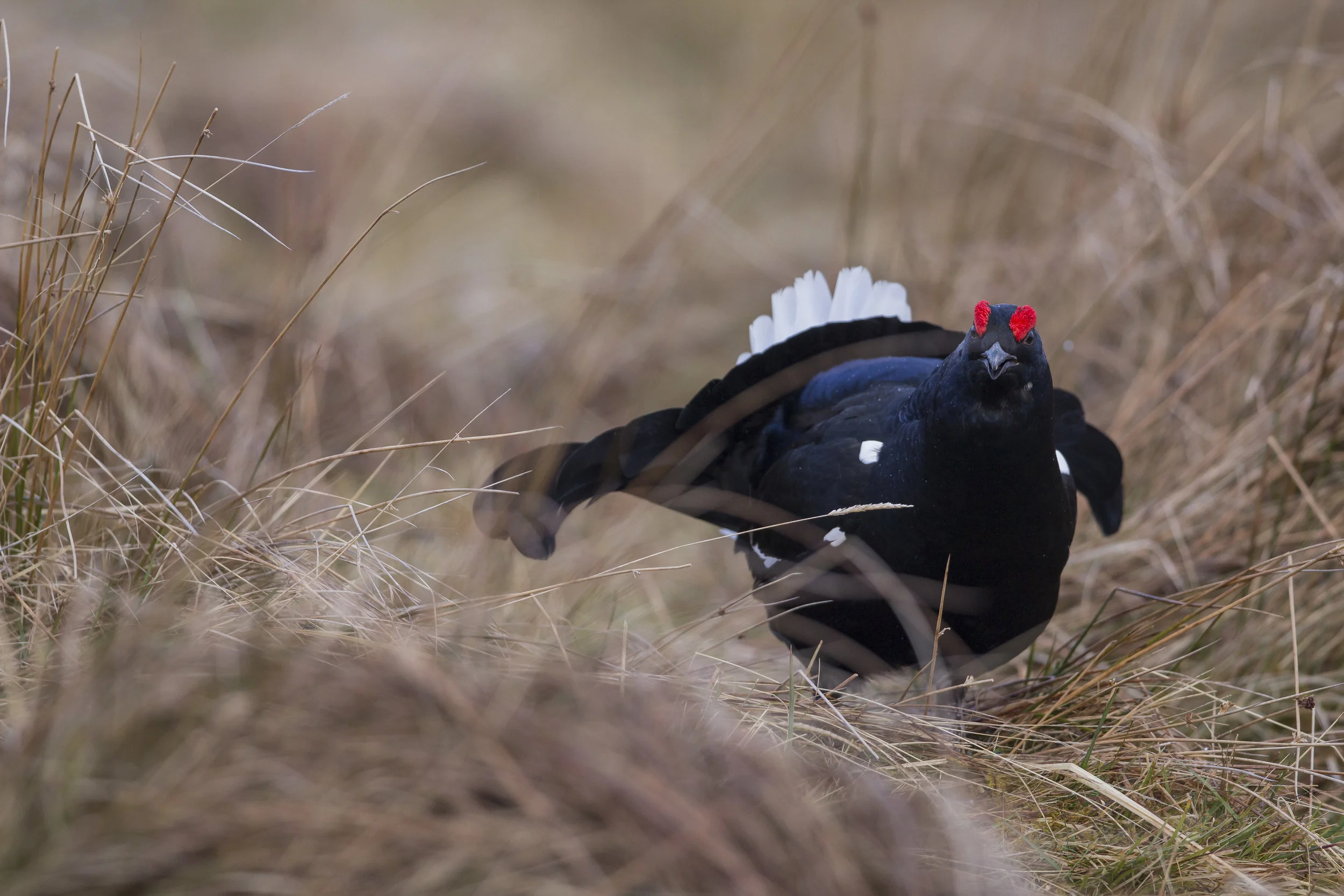 _MG_9565.jpg