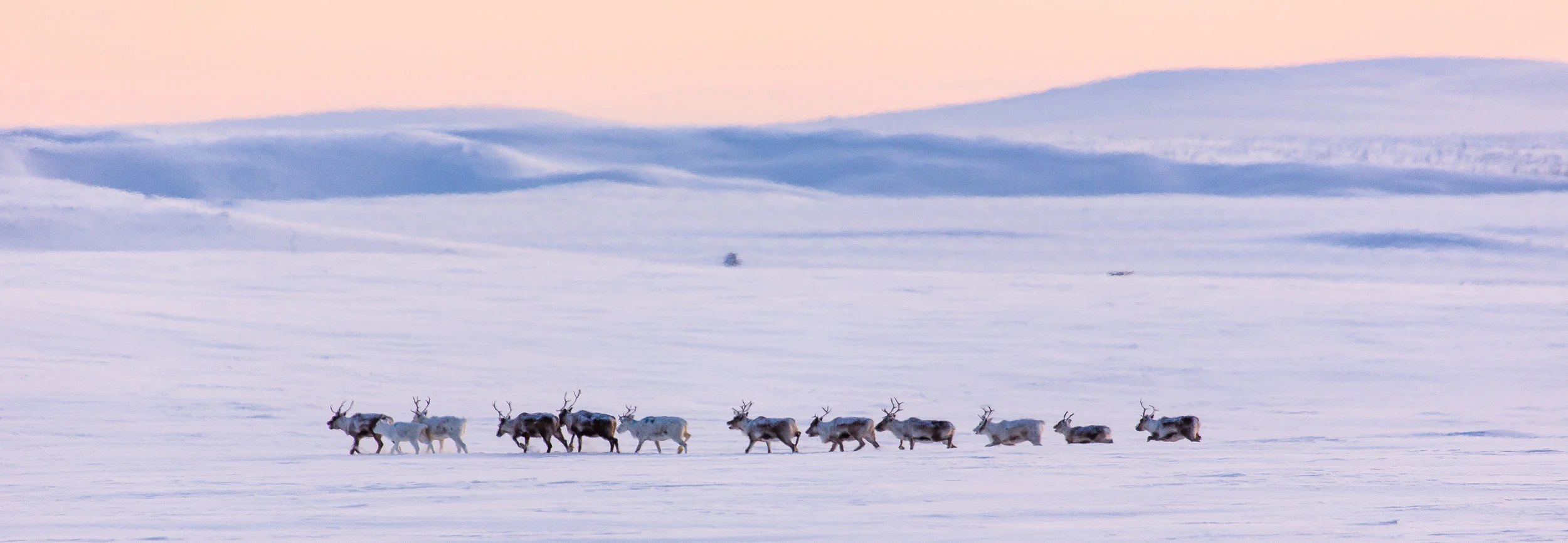 arctic_desert-89.jpg