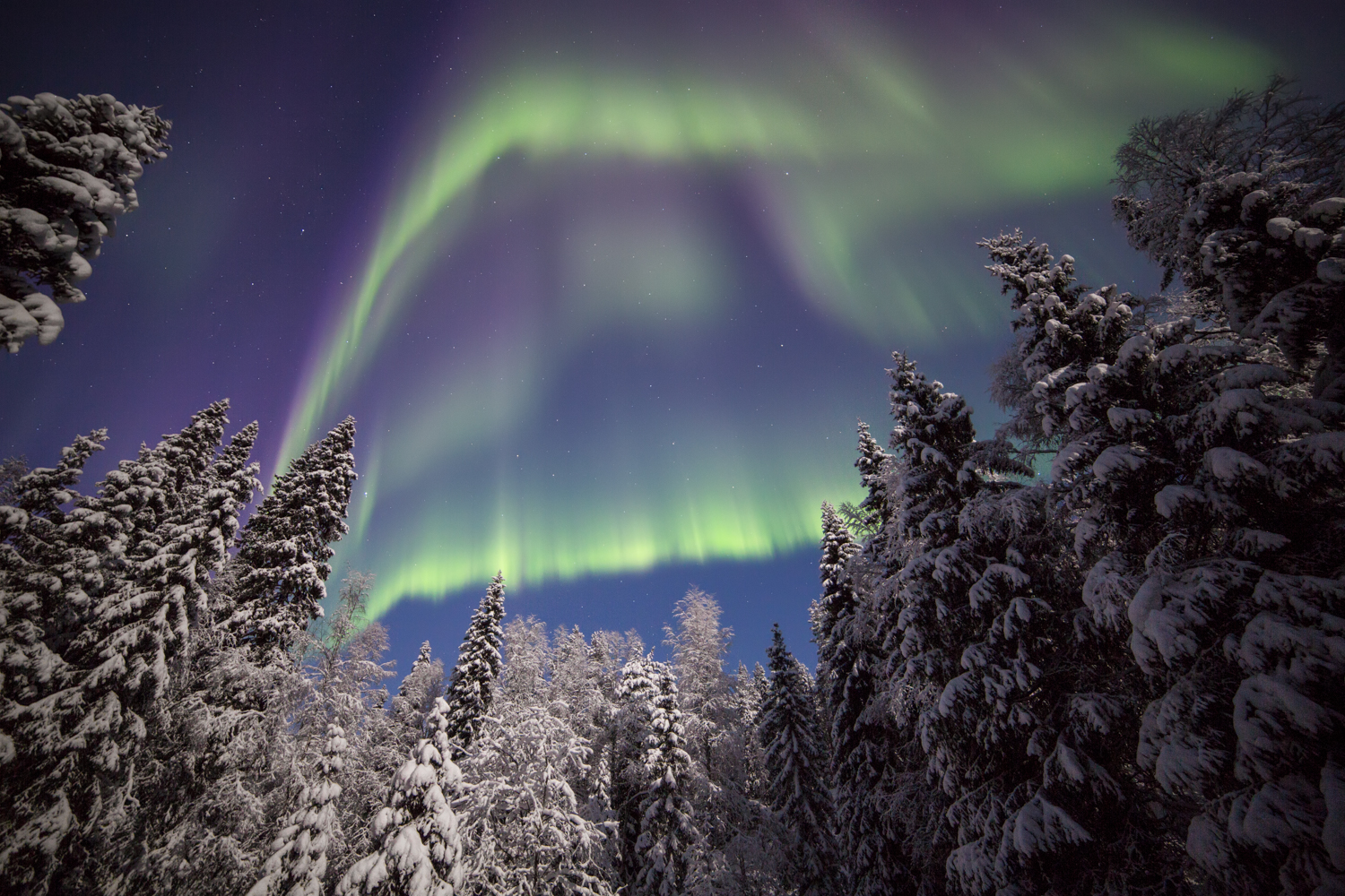 Auroras dancing above the trees in the Korouoma canyon.