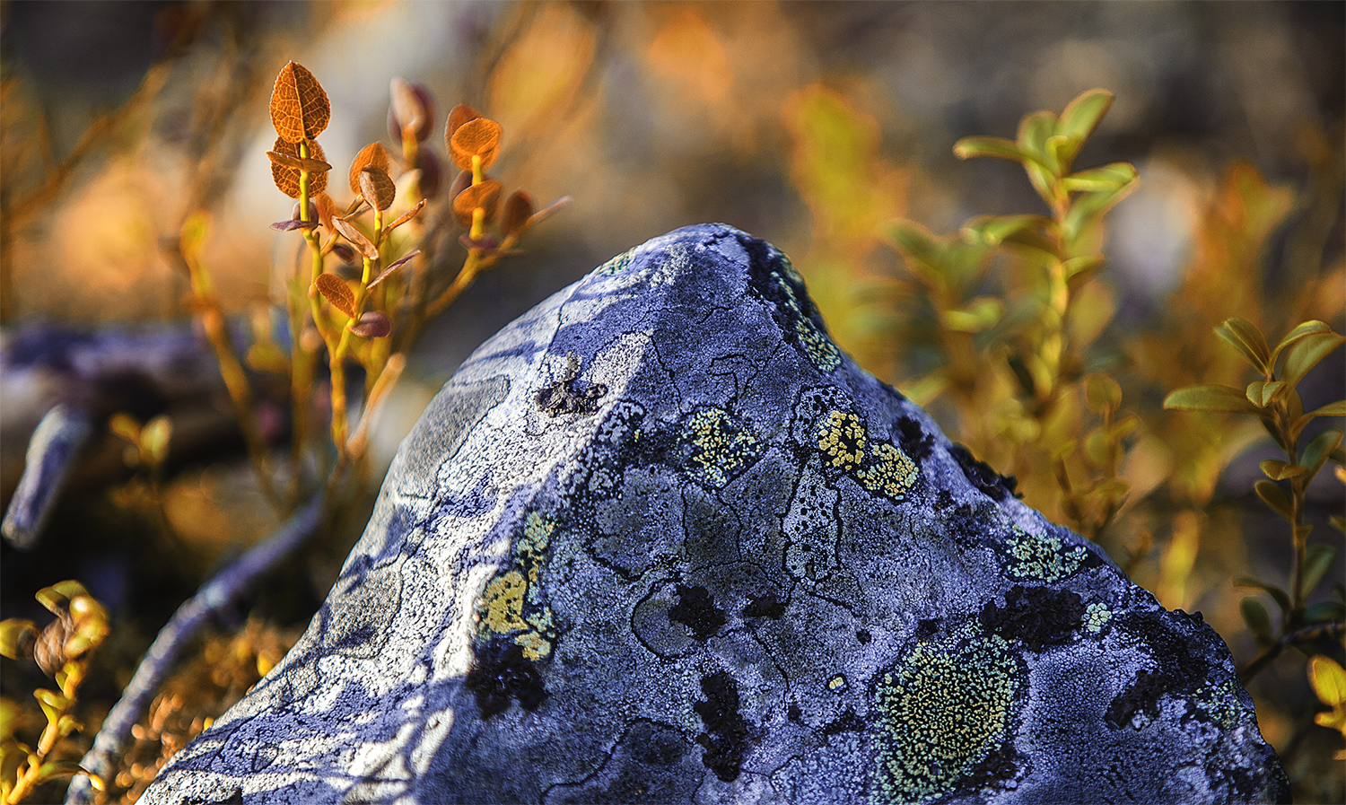 autumn_photo_workshop.jpg