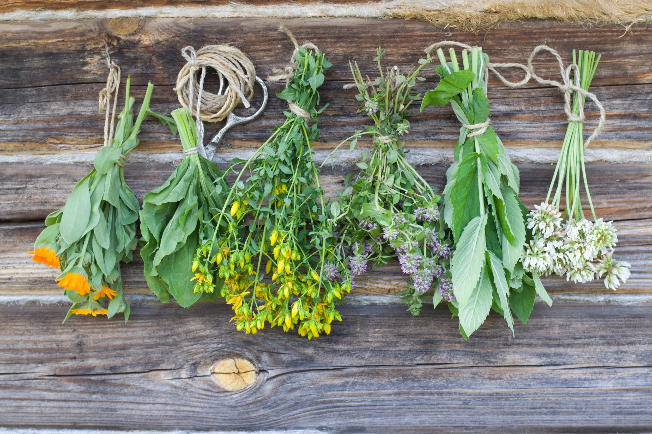 herbs and twine.jpg