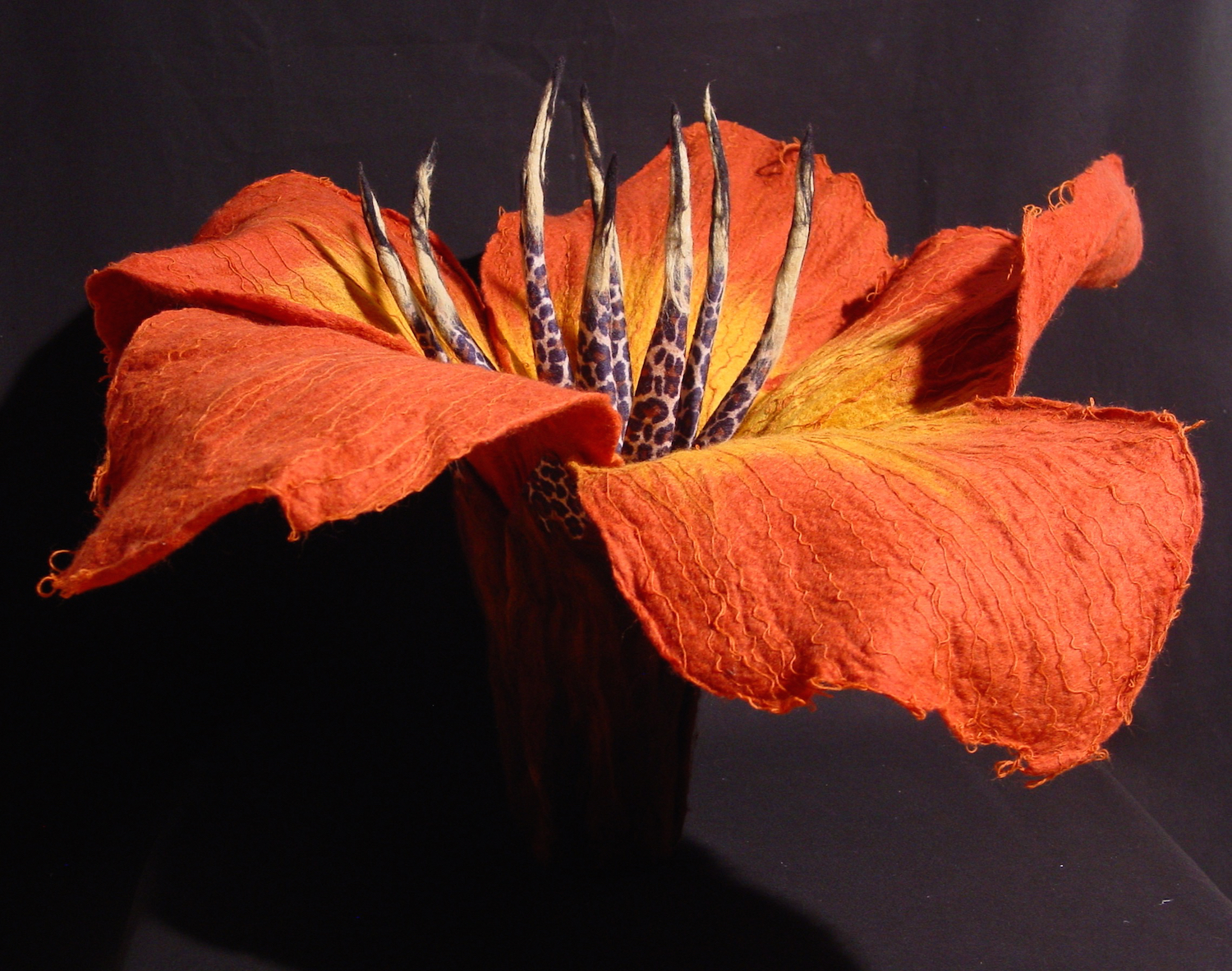 Hibiscus leopardium.jpg