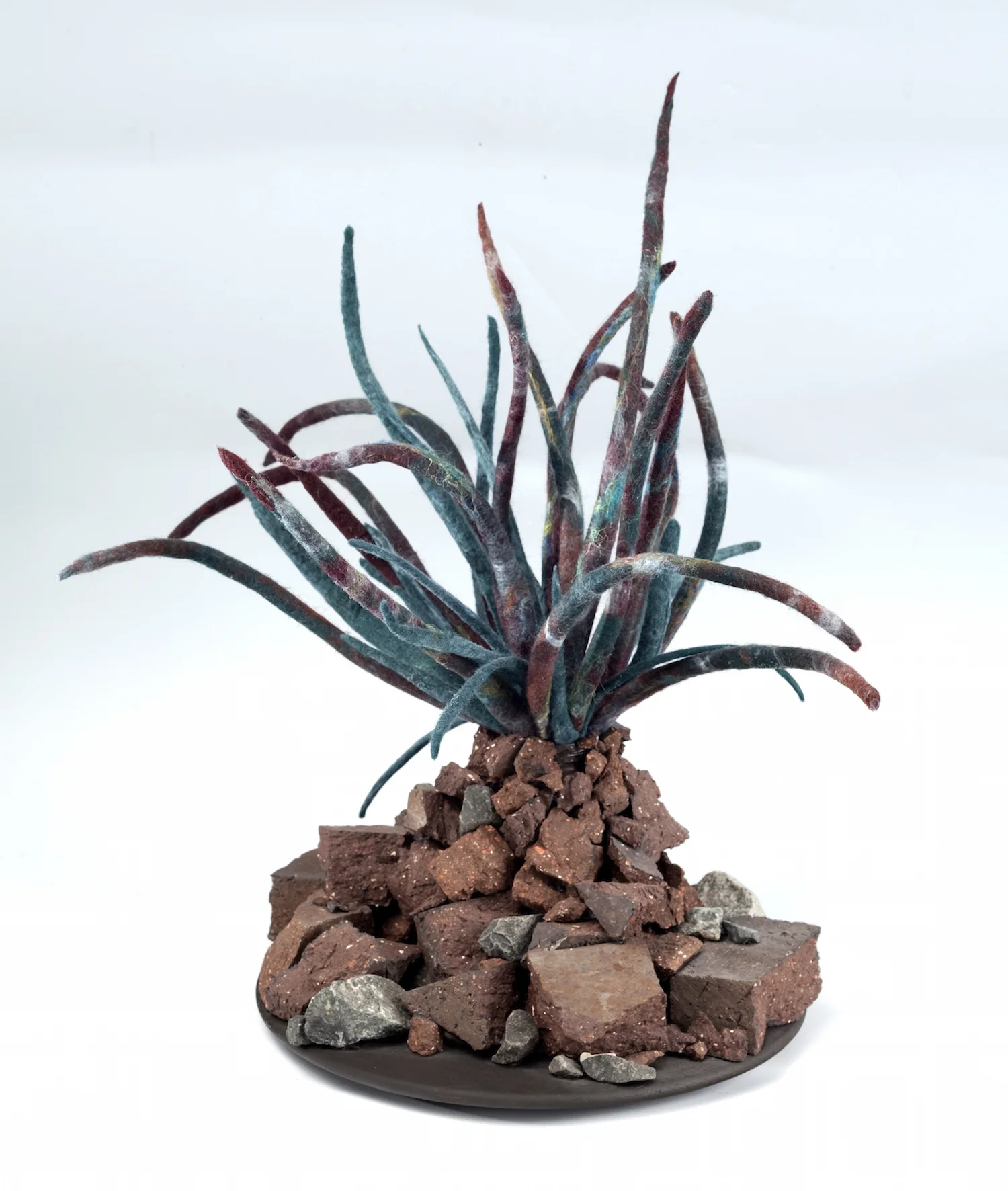 succulent pushy.jpg