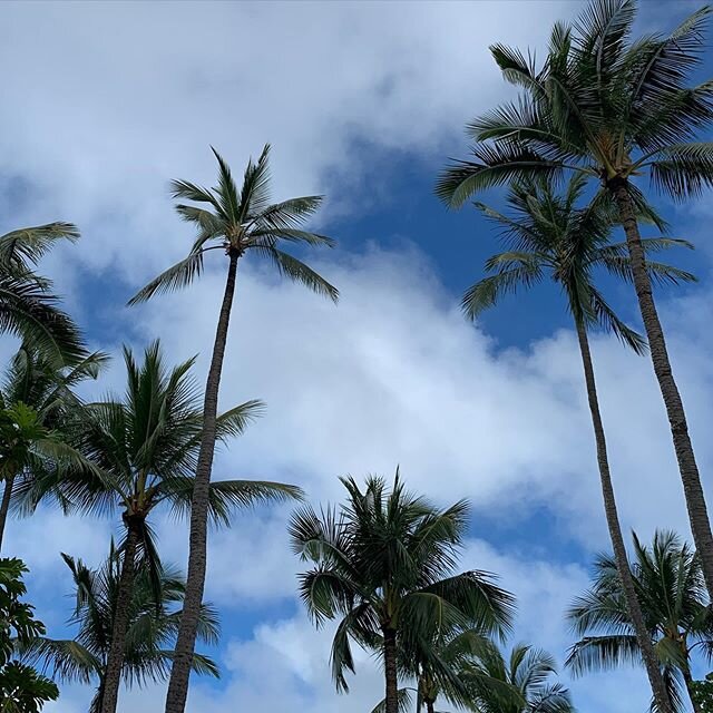 #kauai #palmtrees