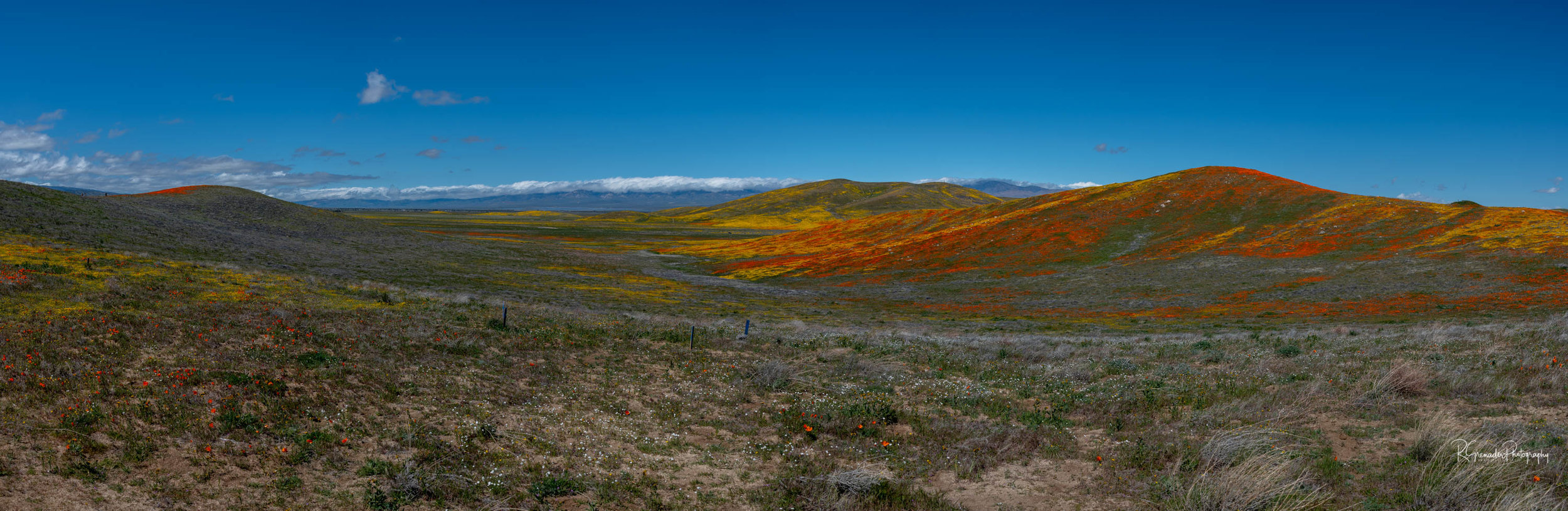 California Poppy Pano 2-2.jpg