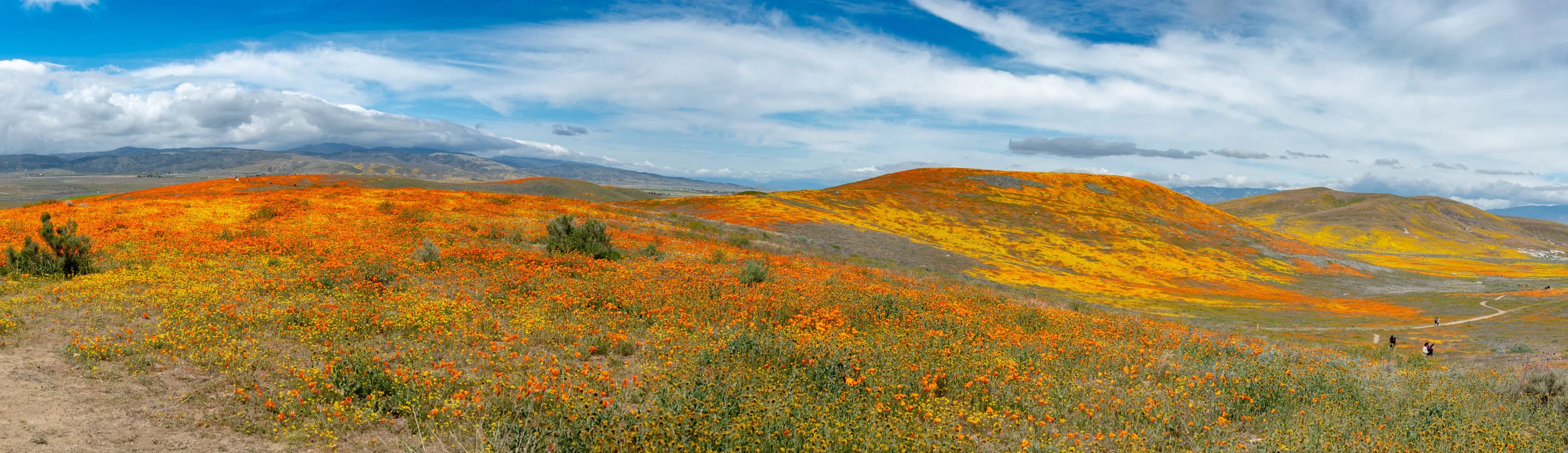 California Poppy Preserve Lancaster, California
