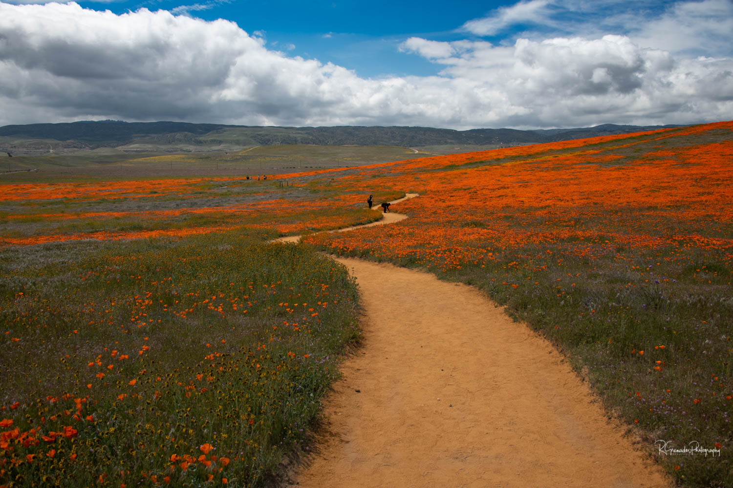 California Poppy Superbloom Lancaster, California