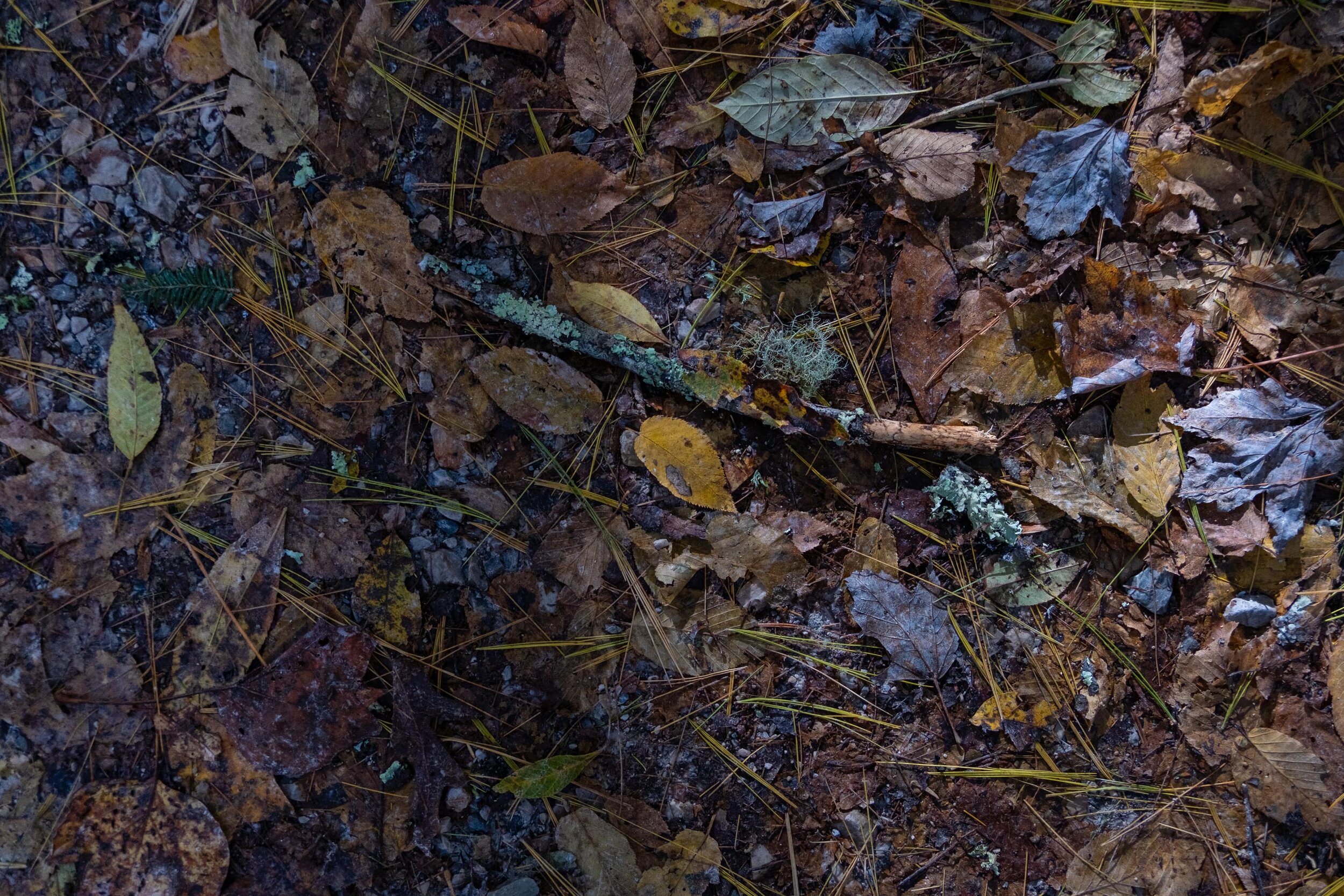 On the Forest Floor - Linville Falls Blue Ridge Pkwy N.C.