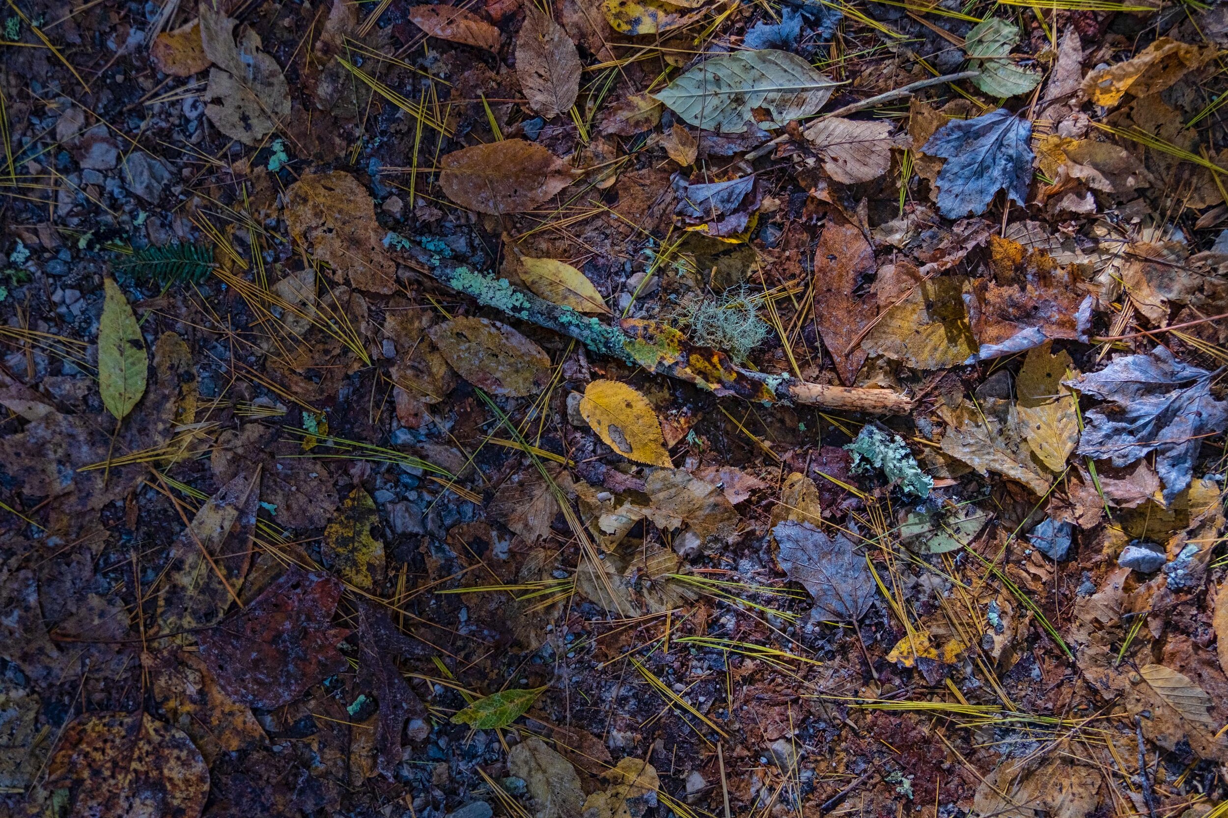 On the Forest FLoor-.jpg