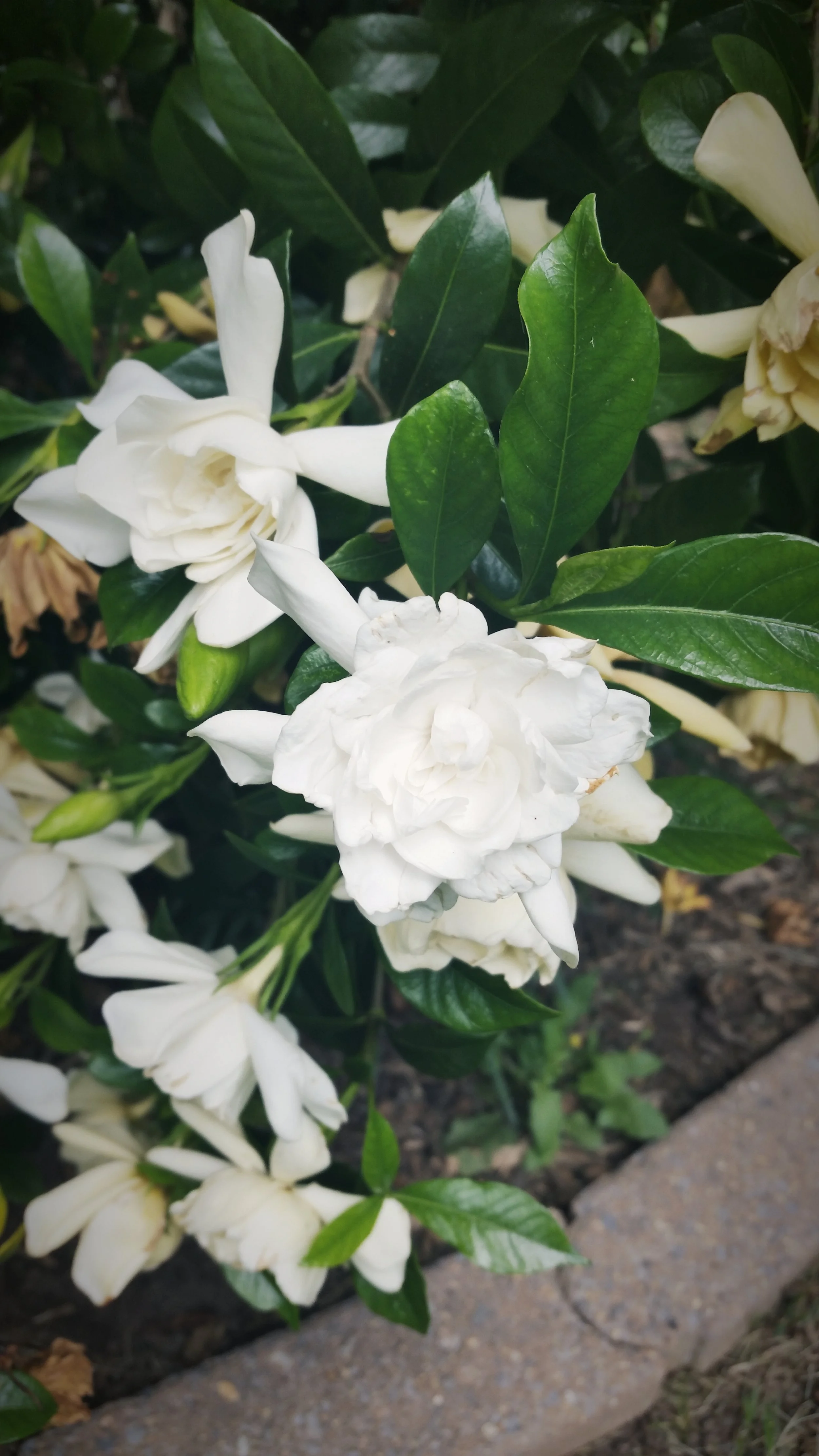 20170603_115923.jpg