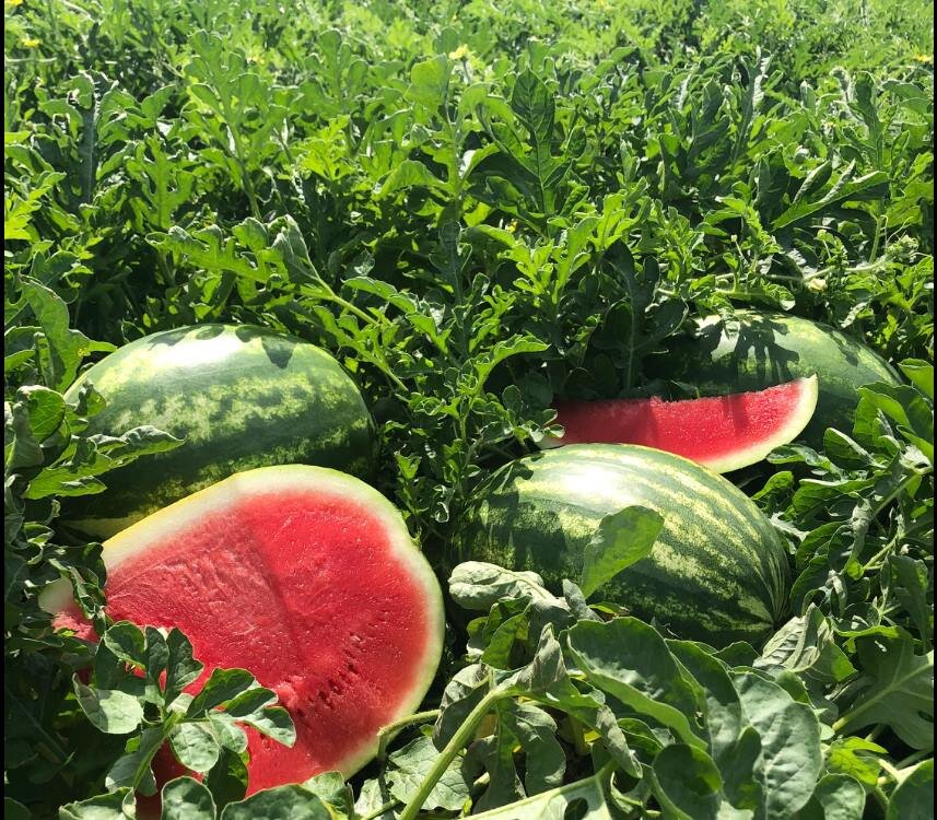 Field Watermelon.jpg