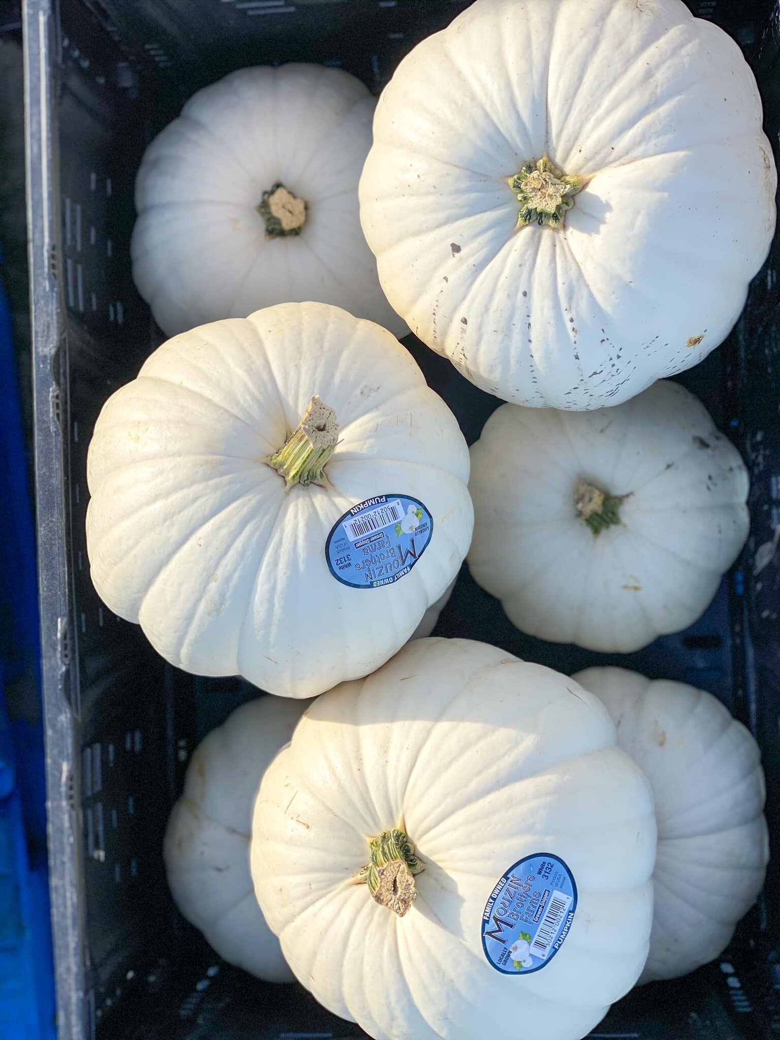 white pumpkins.jpg