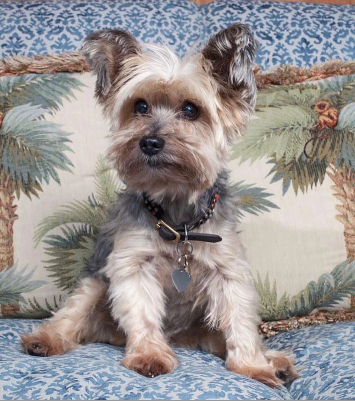 Pichurris: Always and Forever.