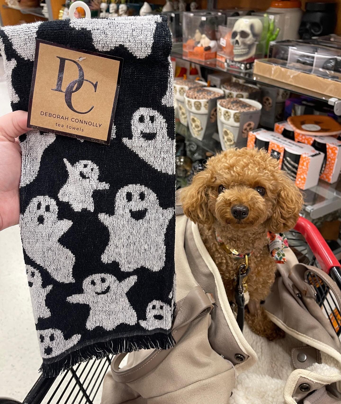 Look what our little Rosie found! It&rsquo;s never too early to shop for spooky season. 👻🖤