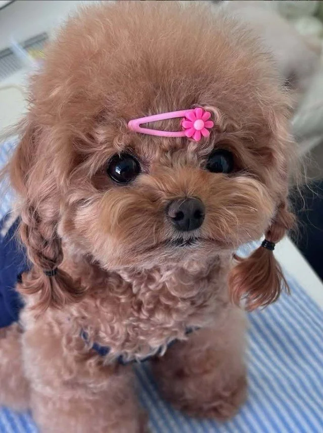 Do I look cute? 🐶 -- 📷: @sol._.official