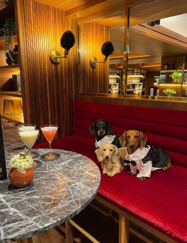 Another round? 🐶🍸 -- 📷: @pacos.place