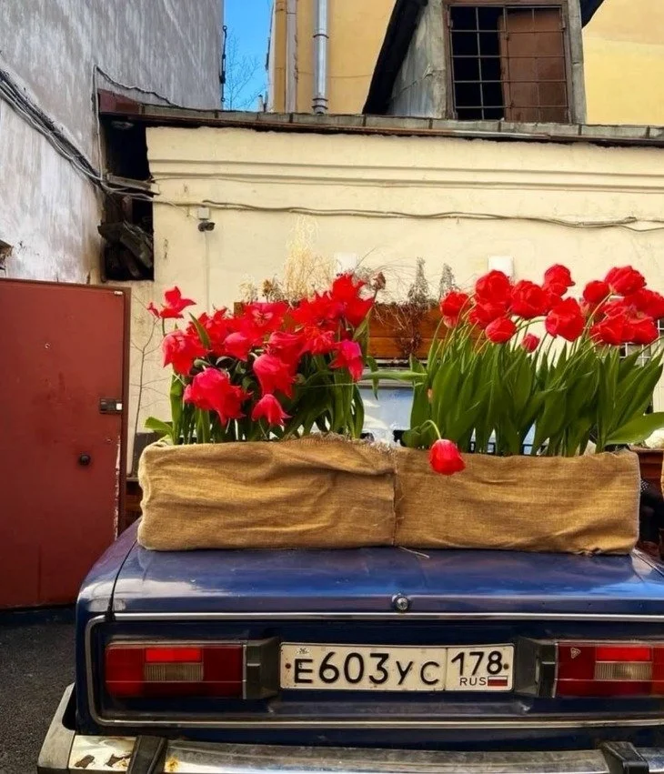 Blooming &amp; thriving 🌷🌷 -- 📷: @herringbonetwill