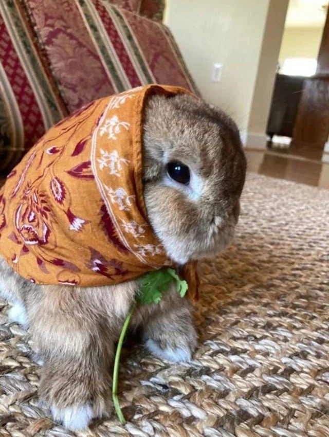 Wishing everyone a happy and healthy easter Sunday! 🐇🌷