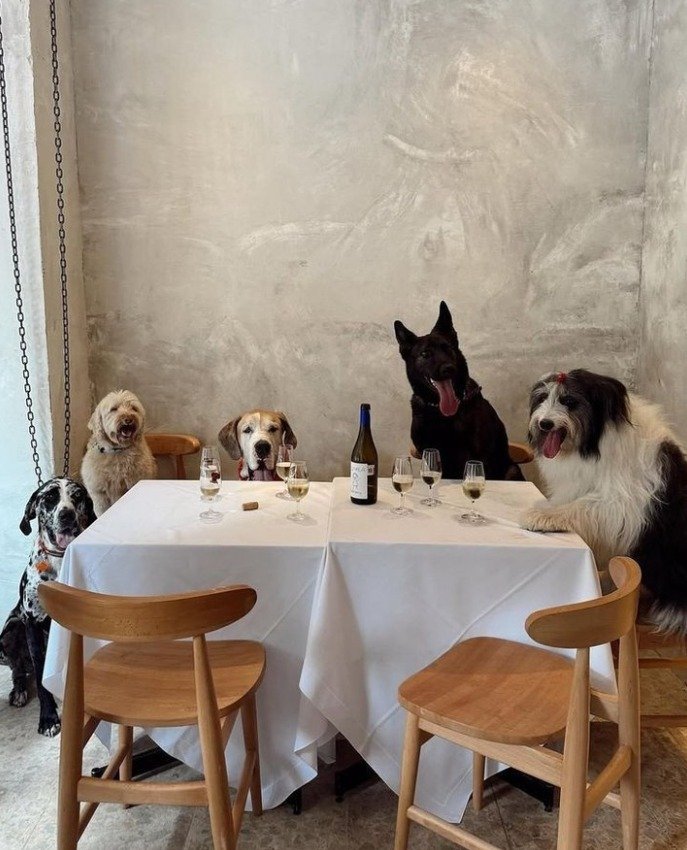 WYD tn? 🐶 -- 📷: @pinterest