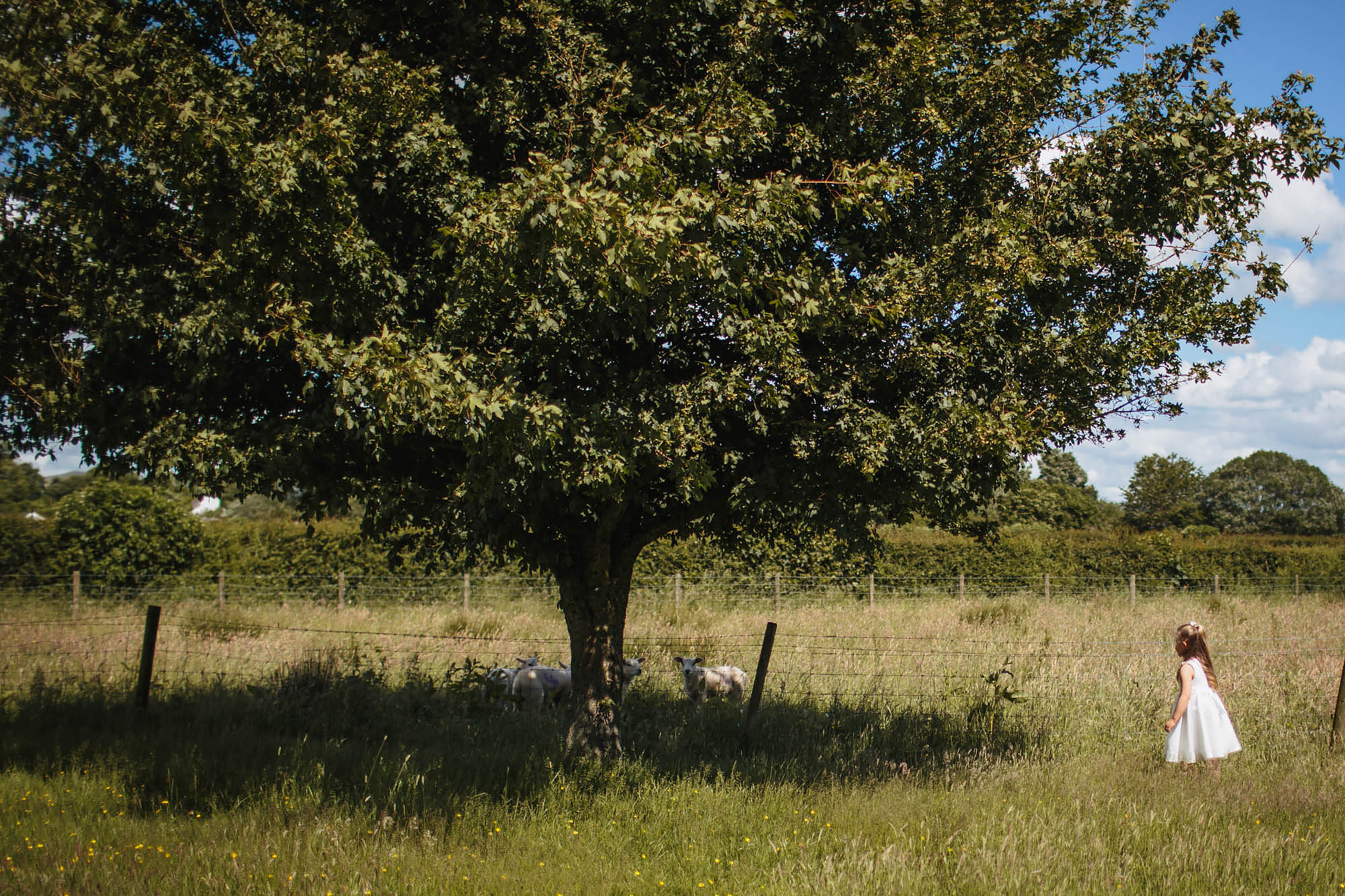 Flower girl looks at sheep in a field at a wedding