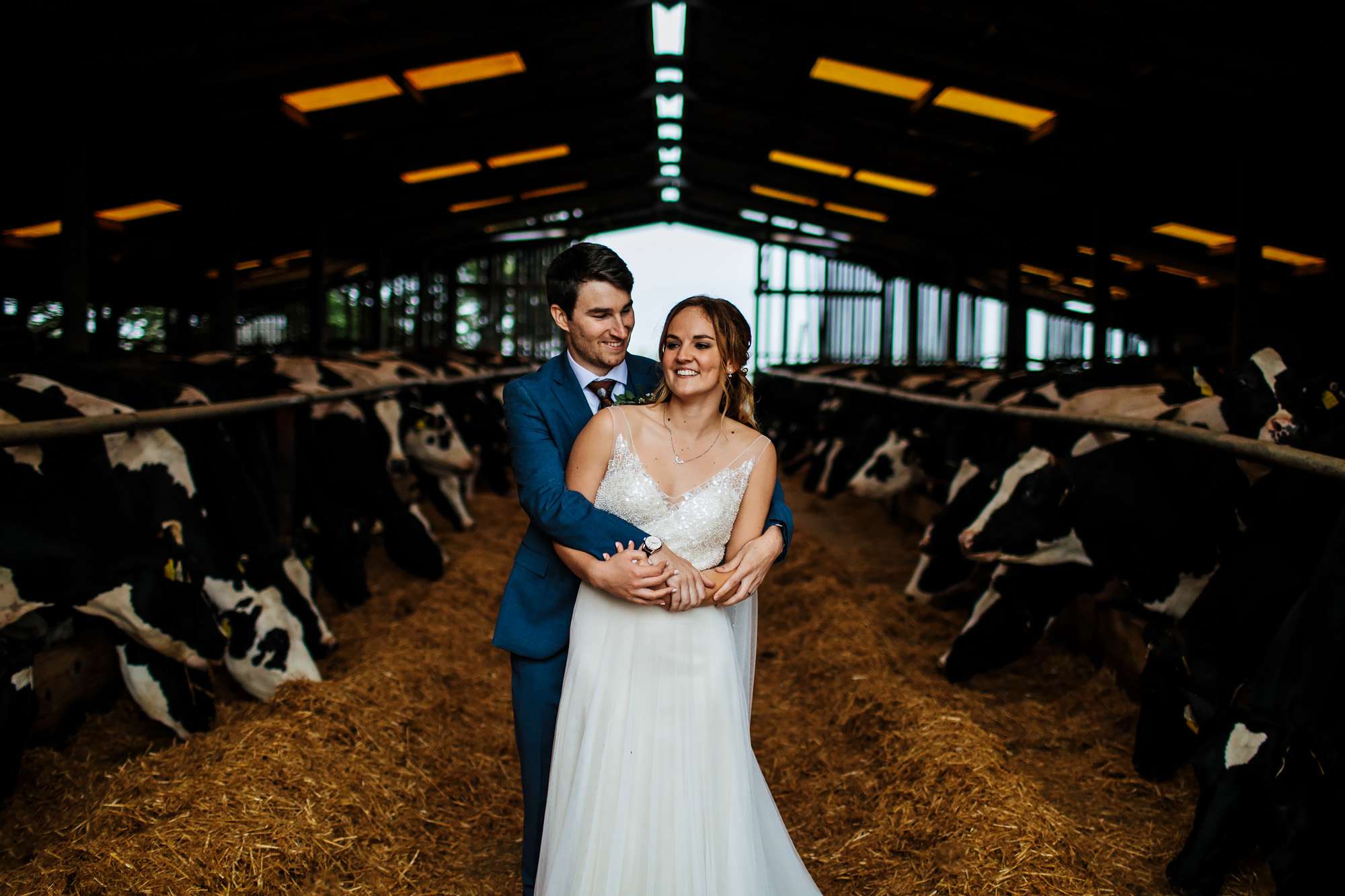 Bride and groom in a cow shed with the animals