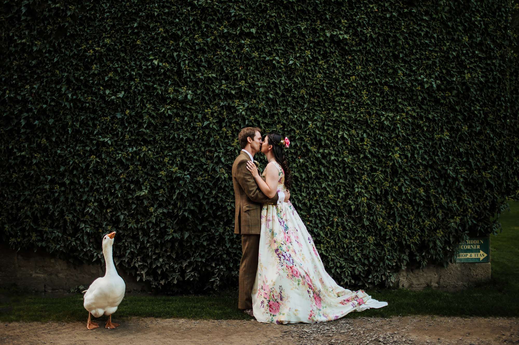 Bride and groom kissing as a goose watches