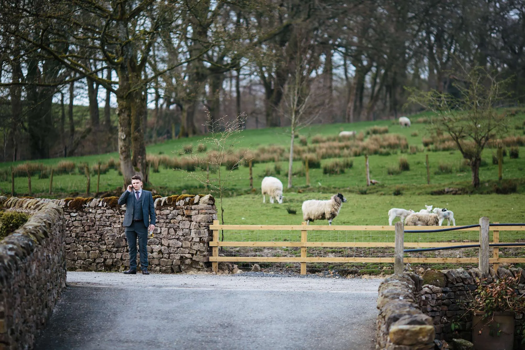 Sheep at a wedding in Lancashire