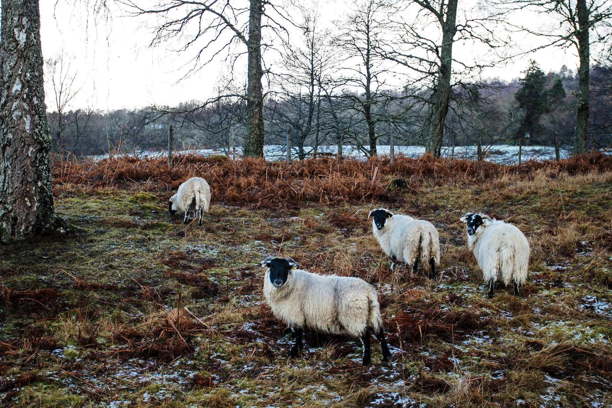 Scotland-10.jpg
