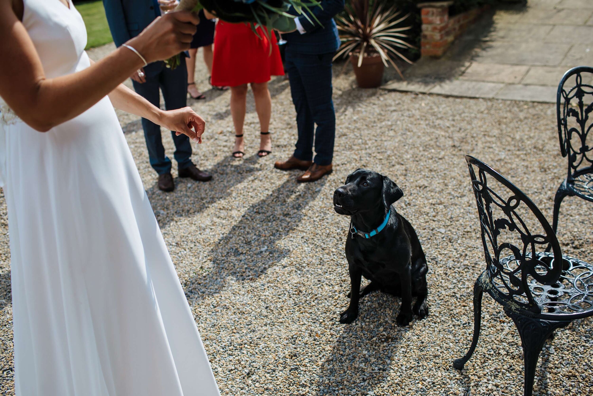 Dog at a wedding