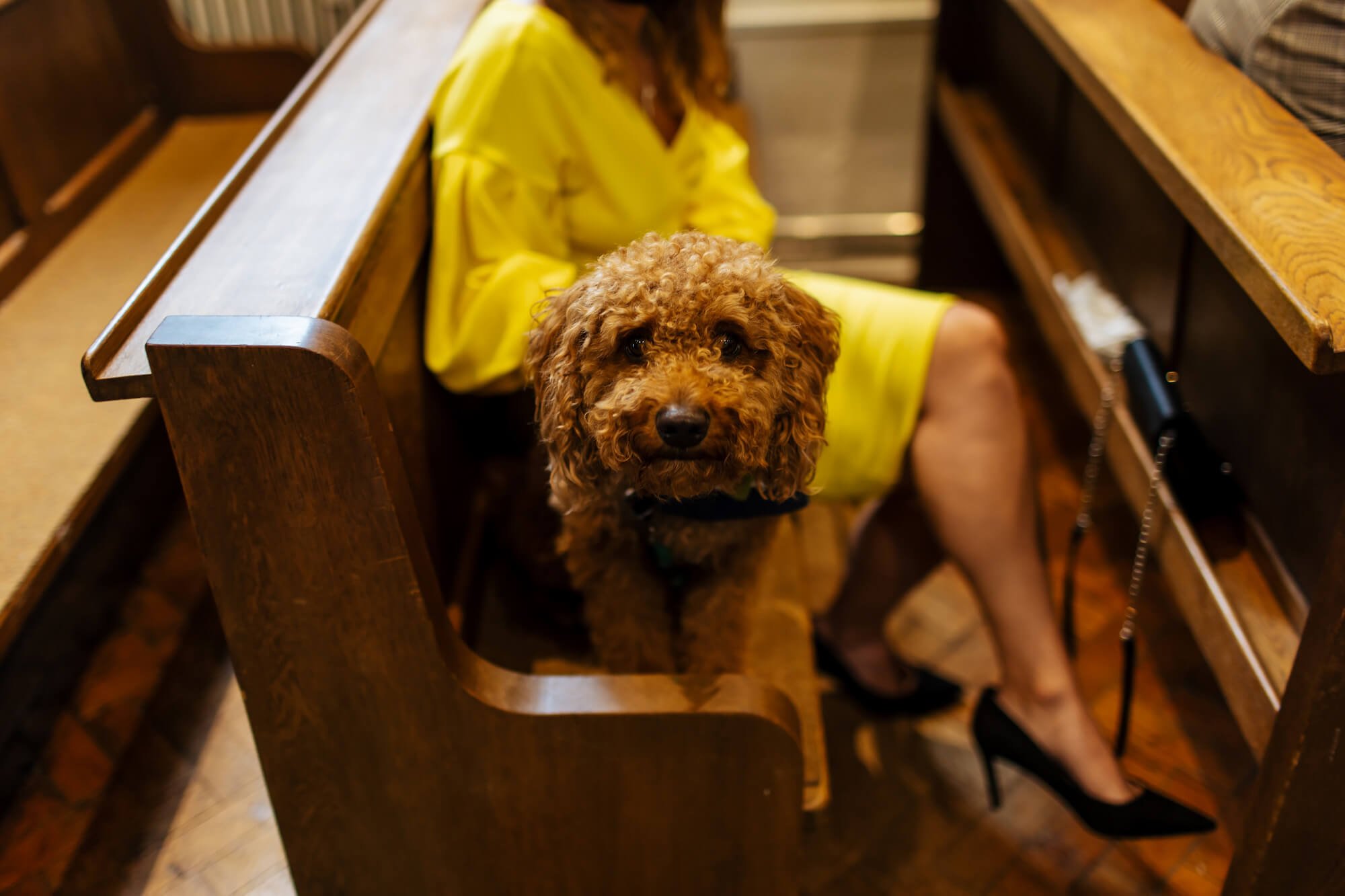 Dog sitting in the church pews
