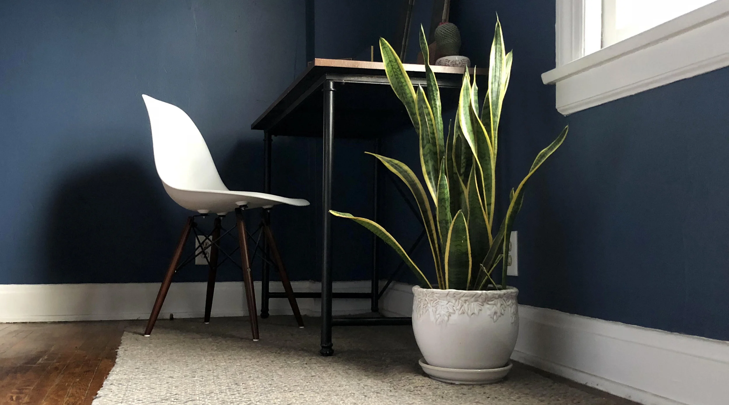 plant.jpg