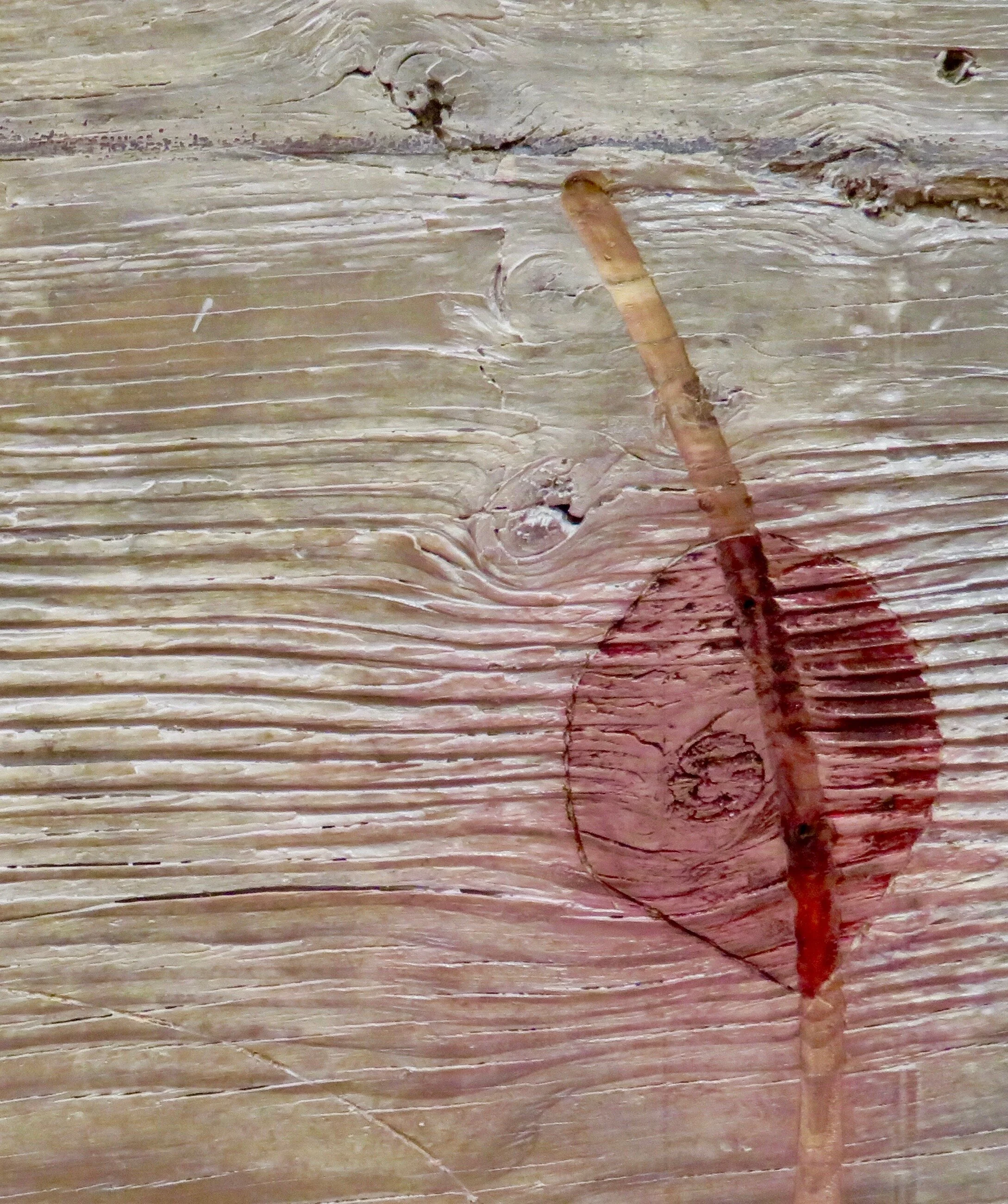 "Left Bundle Branch Block"  detail