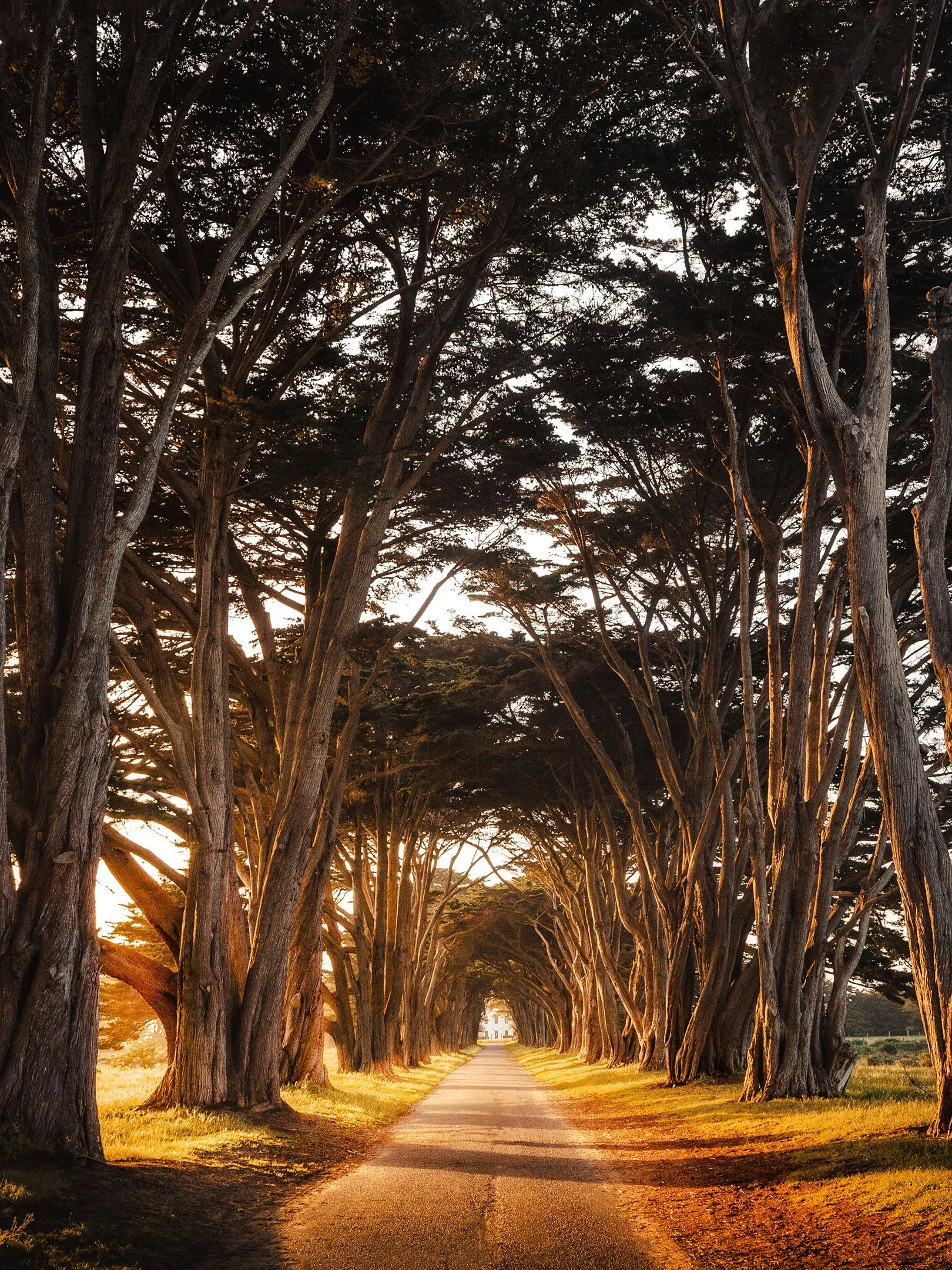 Golden sunset light glowing through the Cypress Tree Tunnel at Point Reyes, California, by Ryan L. Smith