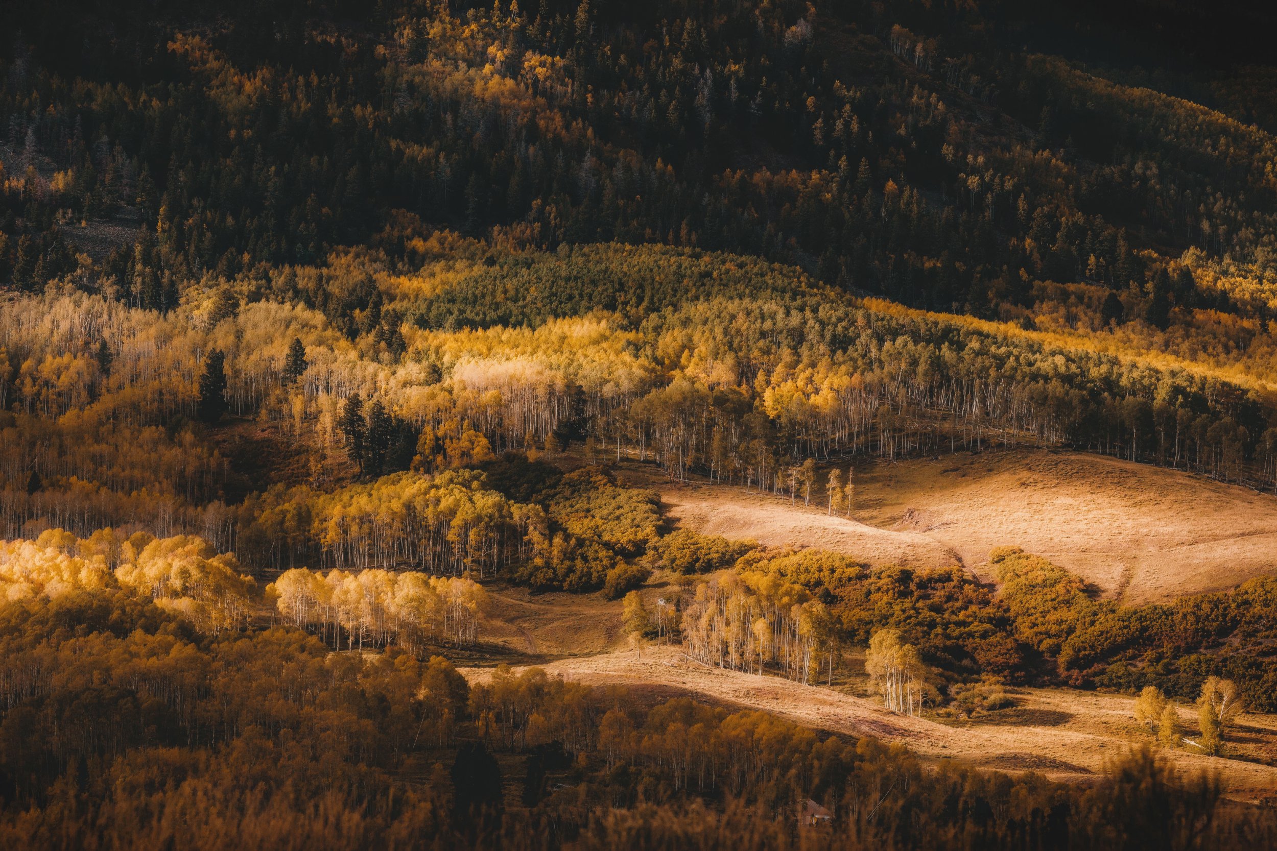 Dappled afternoon light falling across a grove of golden aspens near Telluride, Colorado, by Ryan L. Smith
